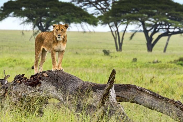 Lake Manyara / Serengeti / Crater Safari