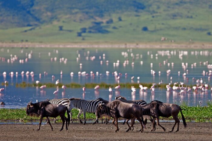 Tarangire / Lake Manyara / Serengeti / Ngorongoro Crater Safari