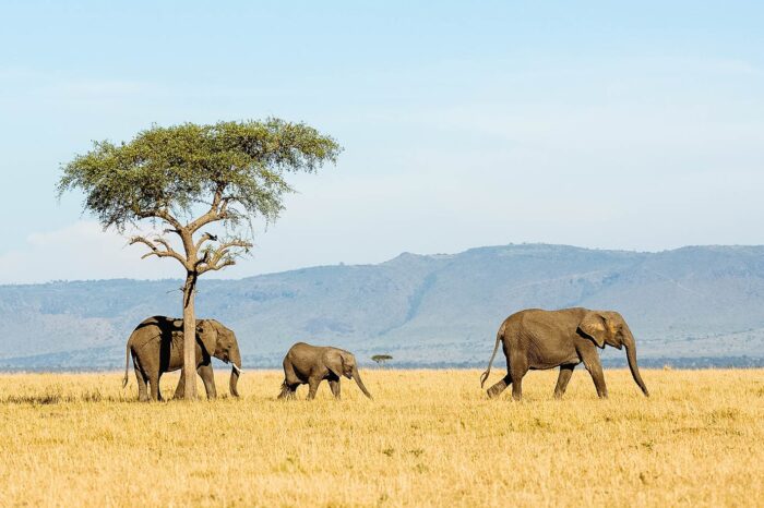 Lake Manyara,Ngorongoro and Tarangire Lodge Safari