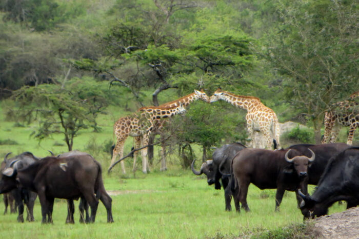 Queen Elizabeth National Park Wildlife Safari