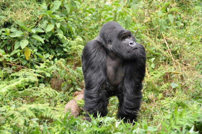 Budget Uganda Gorilla Trekking Safari