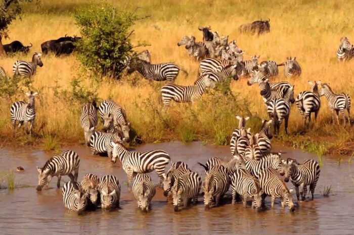 Lake Manyara / Serengeti / Ngorongoro Crater