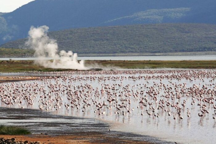 Masai Mara/lake Nakuru/ Lake Bogoria