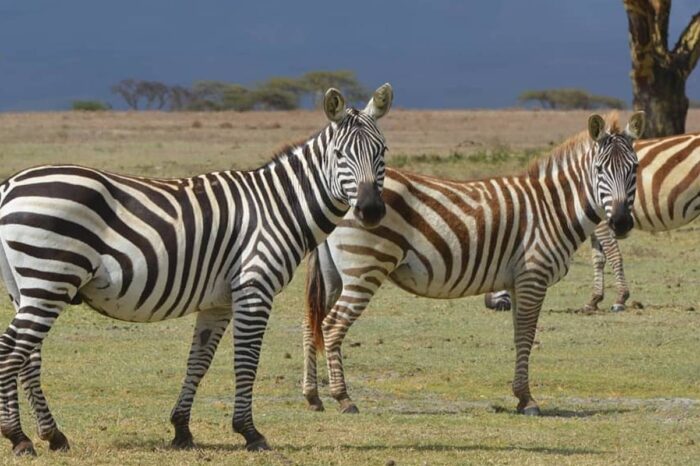 Masai Mara/lake Nakuru Safari