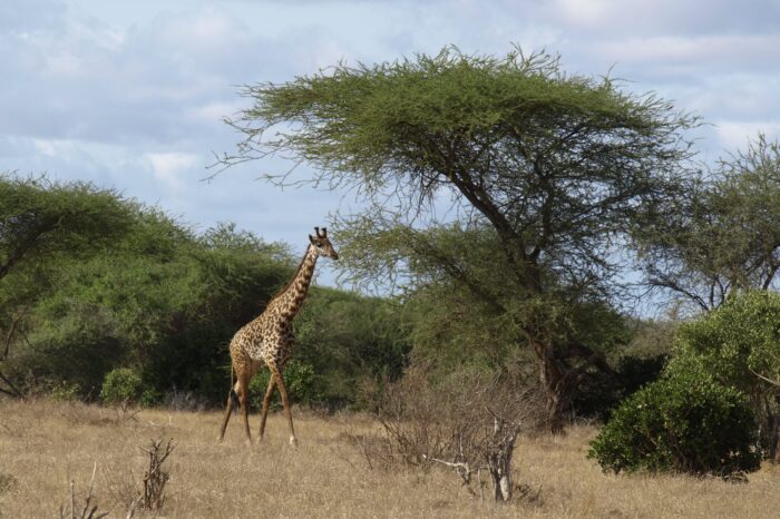 Masai Mara Lodge Safari